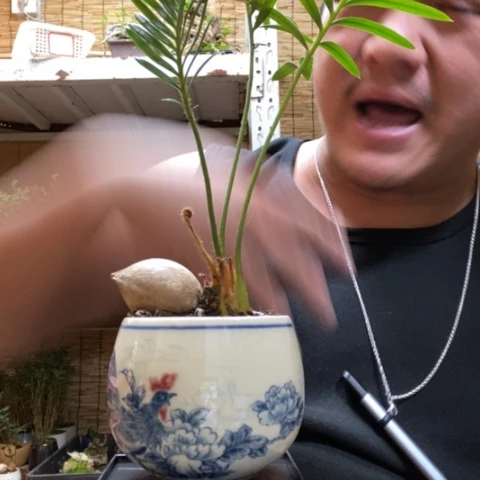 红陶一物一拍所见即所得344