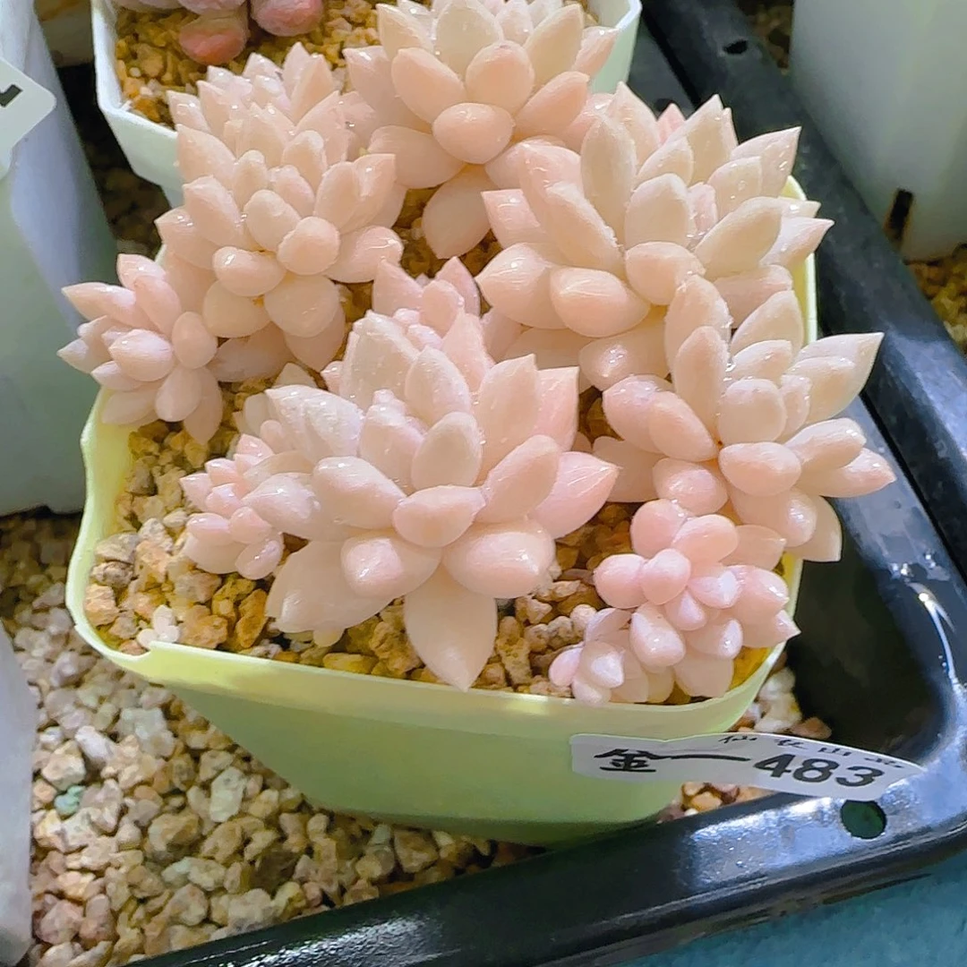 小叶秋波，483，仙农出品多肉