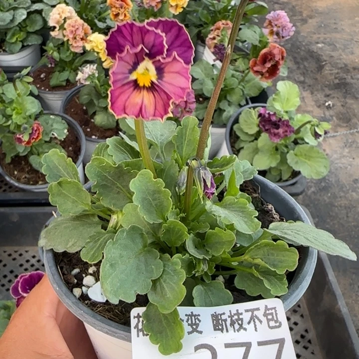 .***1无花朵M377角堇小苗一物一拍默认苗晃