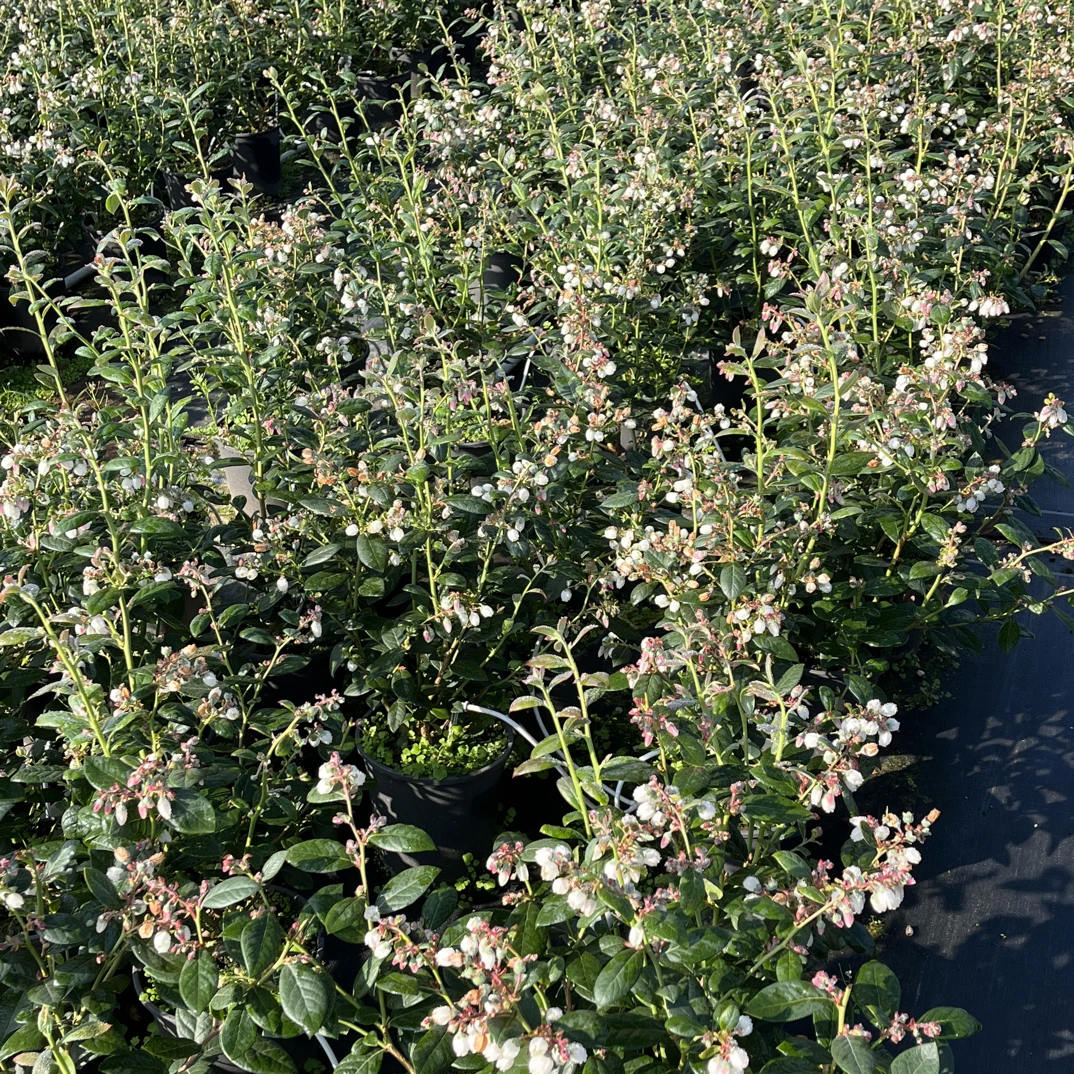 云南蓝莓 露天苗 纯甜大果花香蓝莓 南北方均可种植