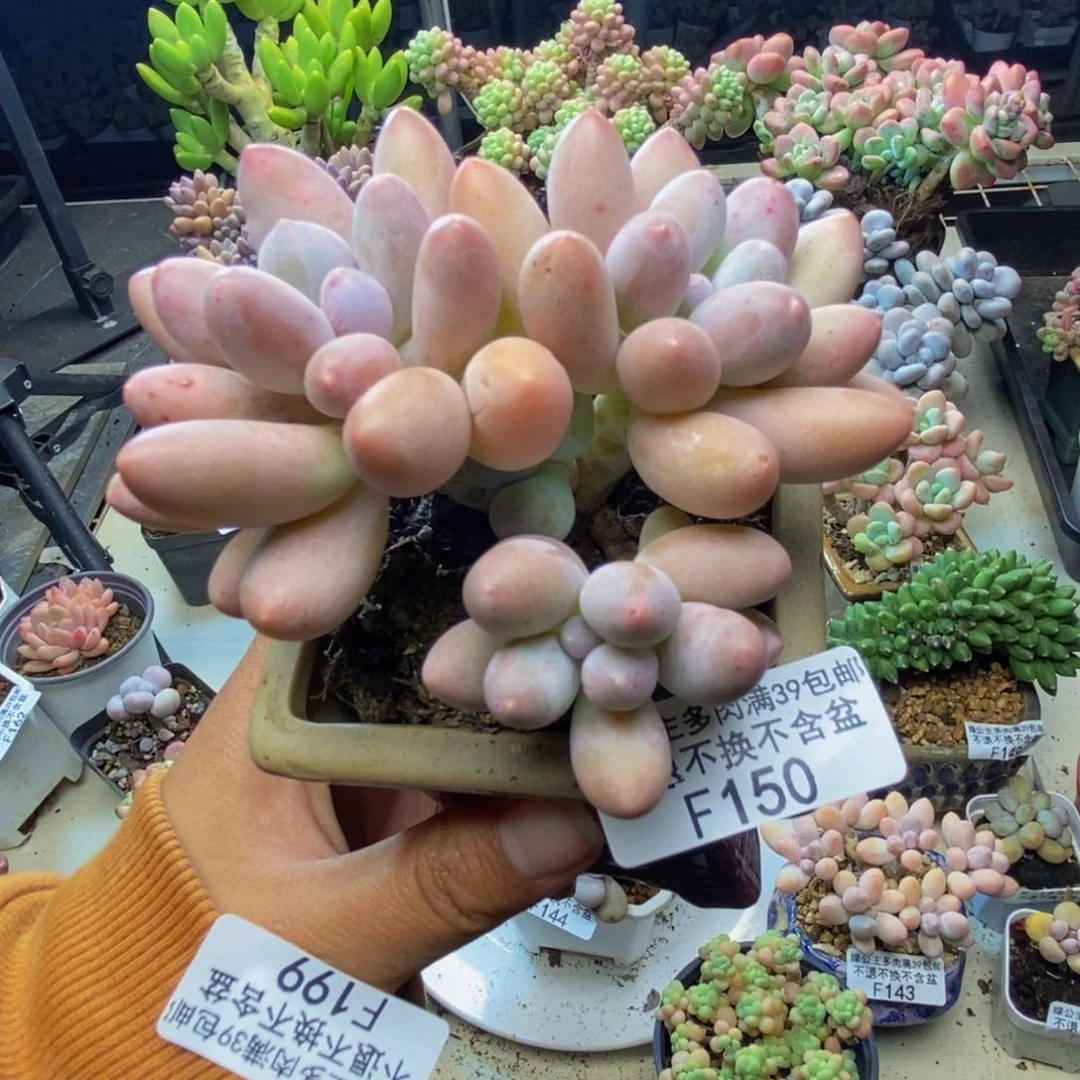 范*范150丸叶汤圆多肉8cm
