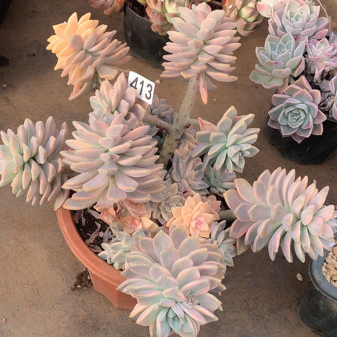 413淡雪锦一物一拍多肉