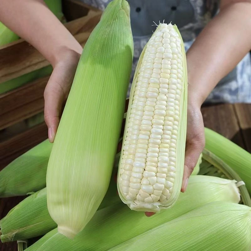 【次日达】头茬鲜食糯玉米5~7根装10.9元5斤以上 包邮到家宁夏回族自治区