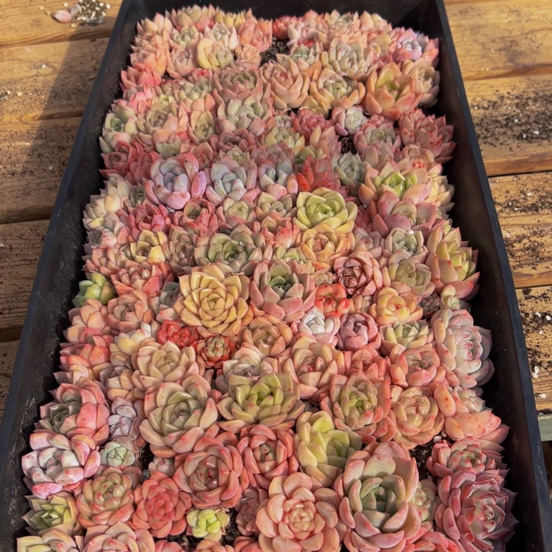 010的最后一天了啊我的天