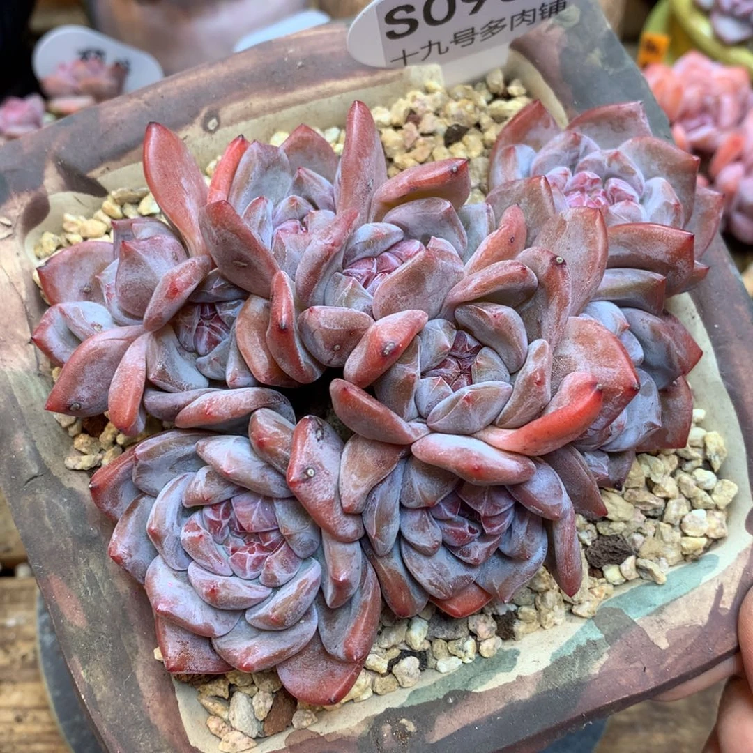 S0981 星影老桩 9头