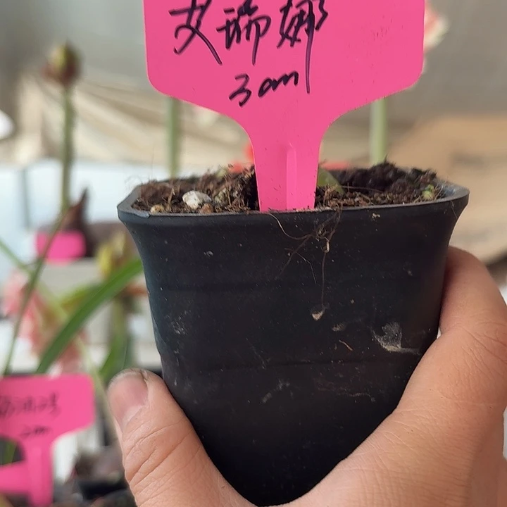 无花朵艾瑞娜朱顶红直径3cm