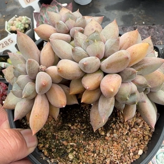 111红象牙多肉植物多