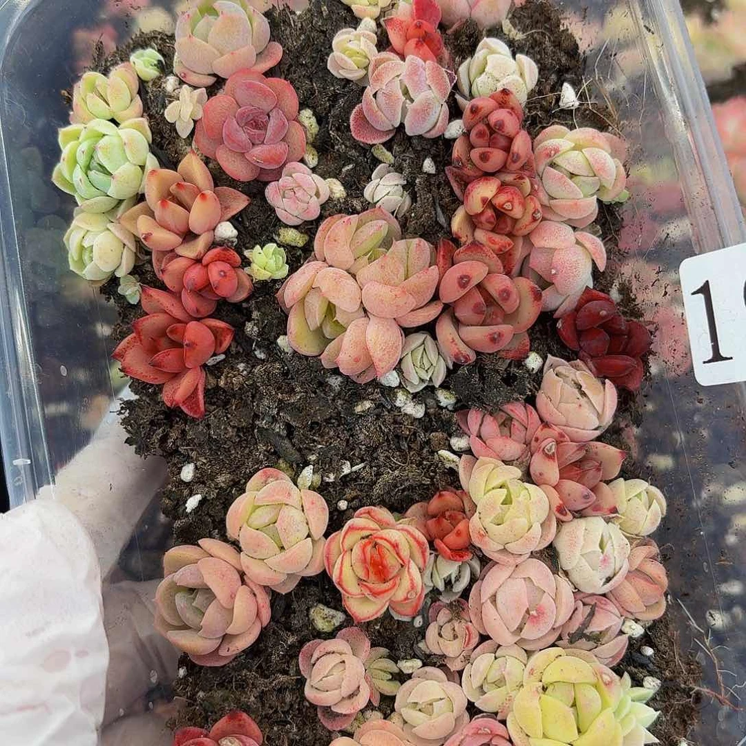 多肉植物多肉植物196