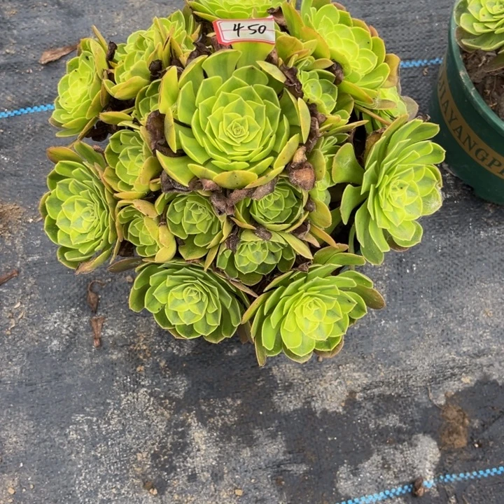 450雨荷多肉植物法师