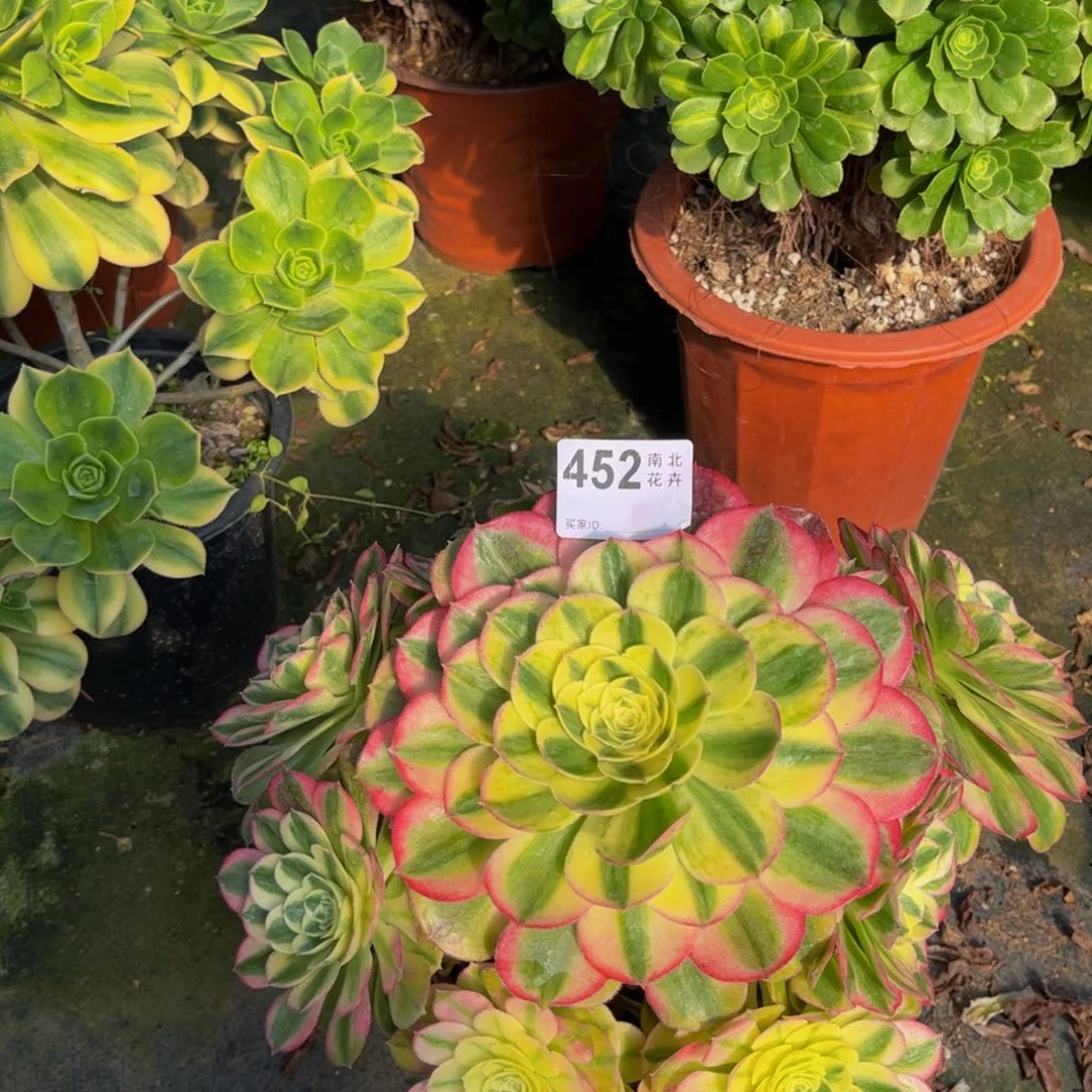 ?**忧多肉玉滋00000452