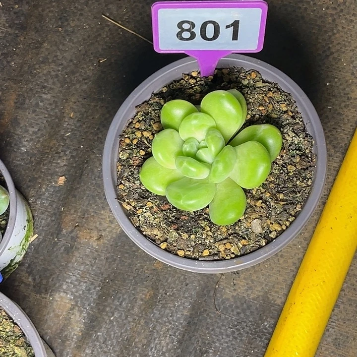 l***.多肉植物x系美人801