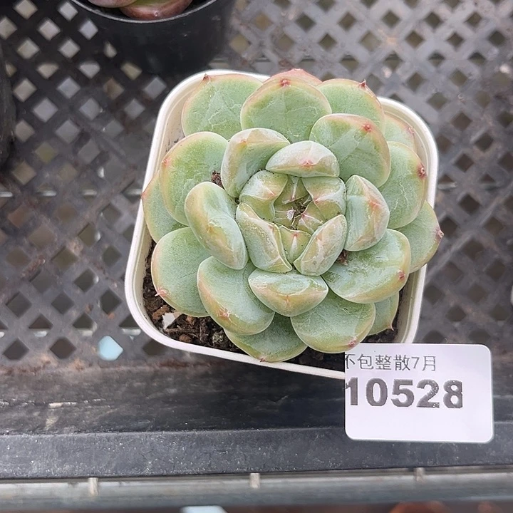 阿雅园艺。    10528