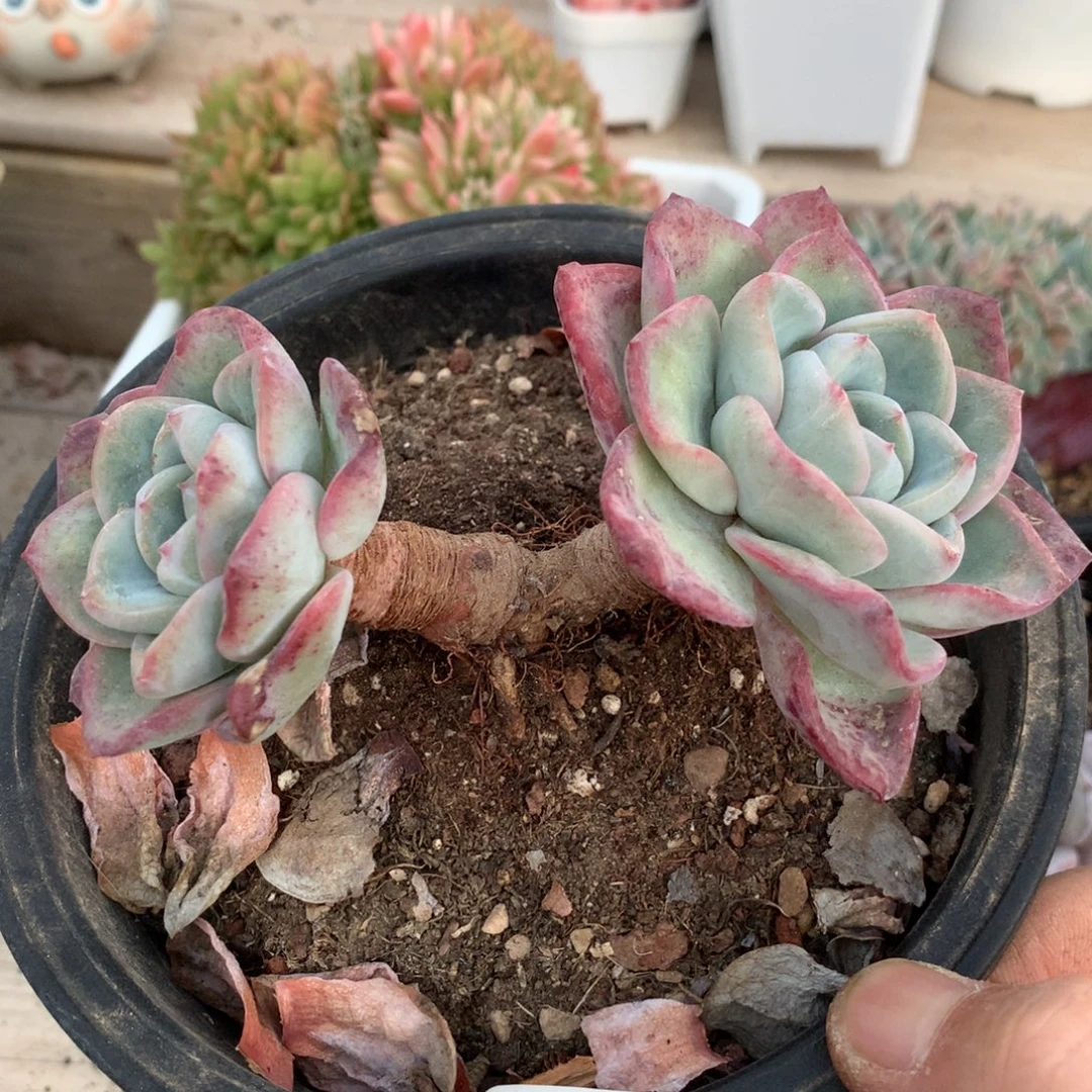 6326泡芙多肉一颗12厘米