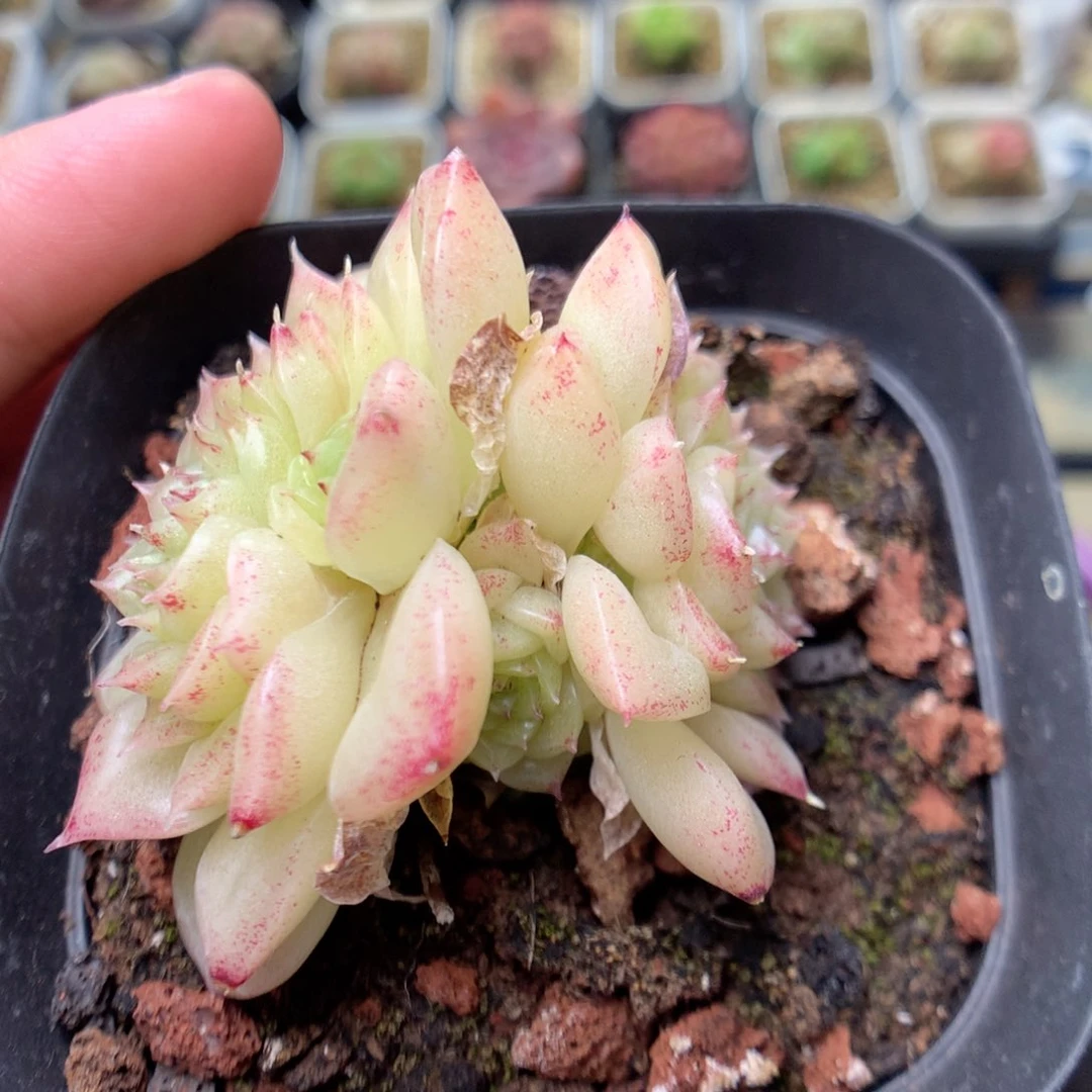 W167y y y y y y y y y y y y y