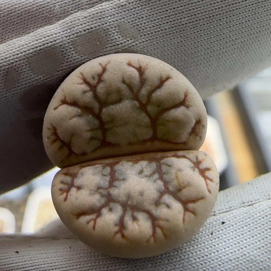 6.6。云映。9022。。