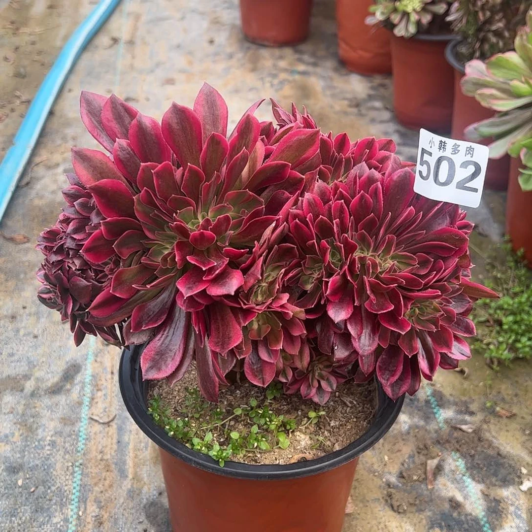 502香妃缀化法师一