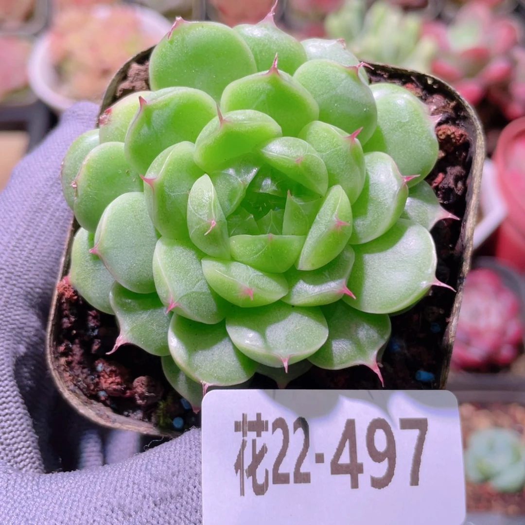 花利美22-497海王