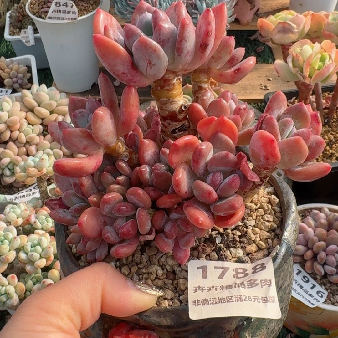 1788一物一拍（满28包邮）