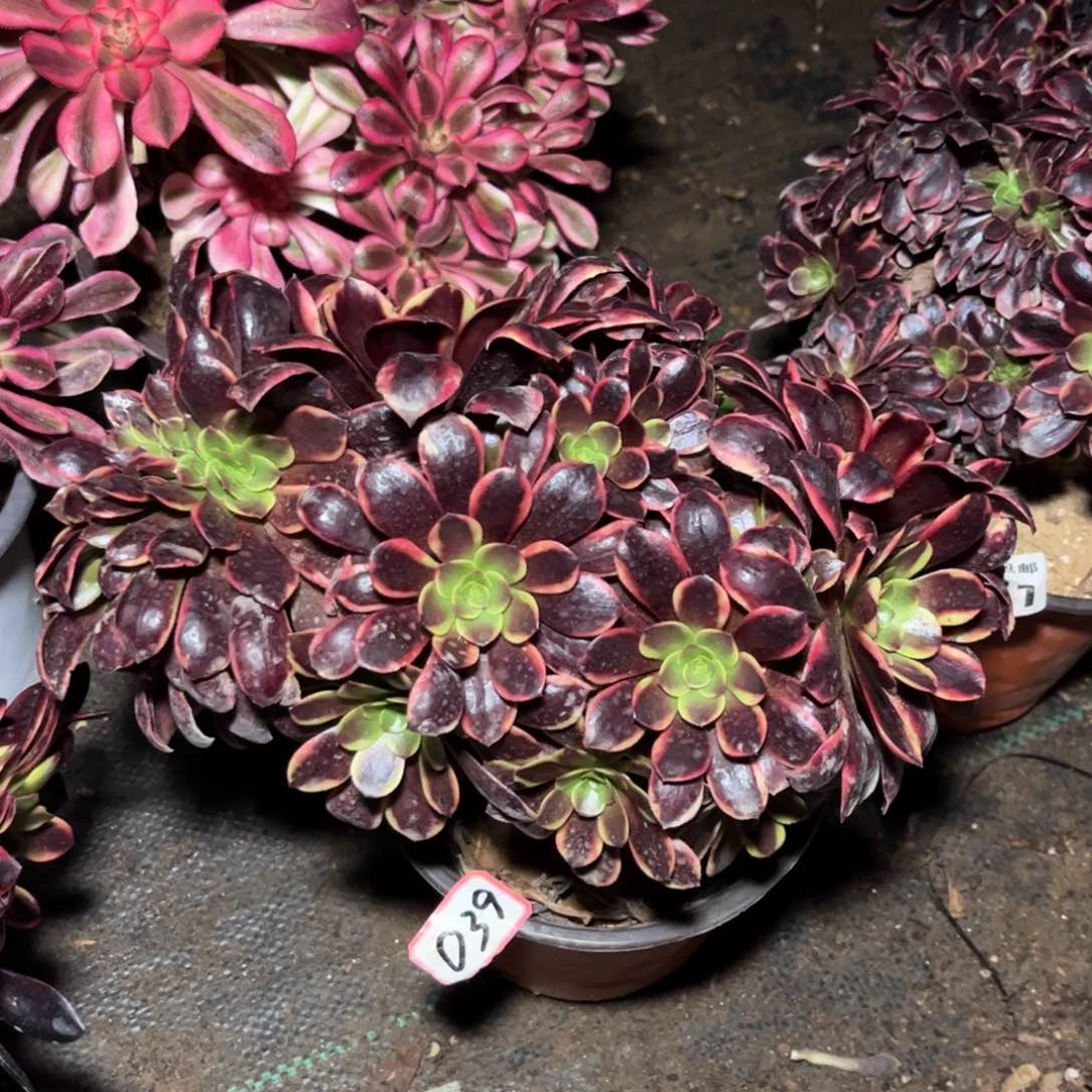 039多肉植物欧嘉莉朵缀