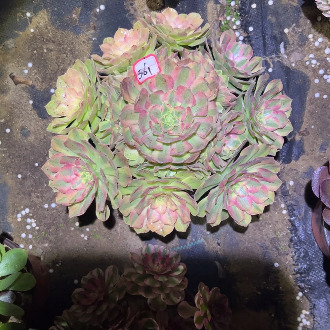 561多肉植物雨荷法师