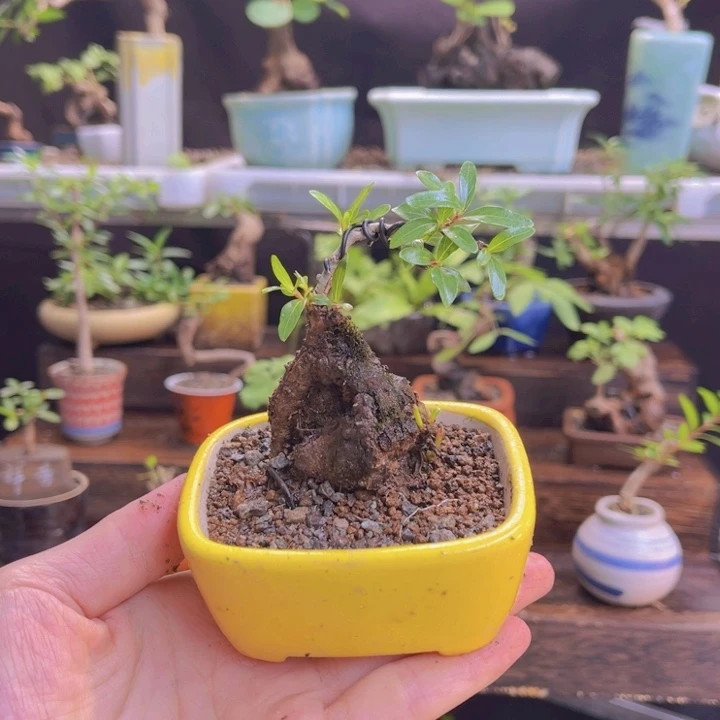 当前无花朵，栽培后可花朵