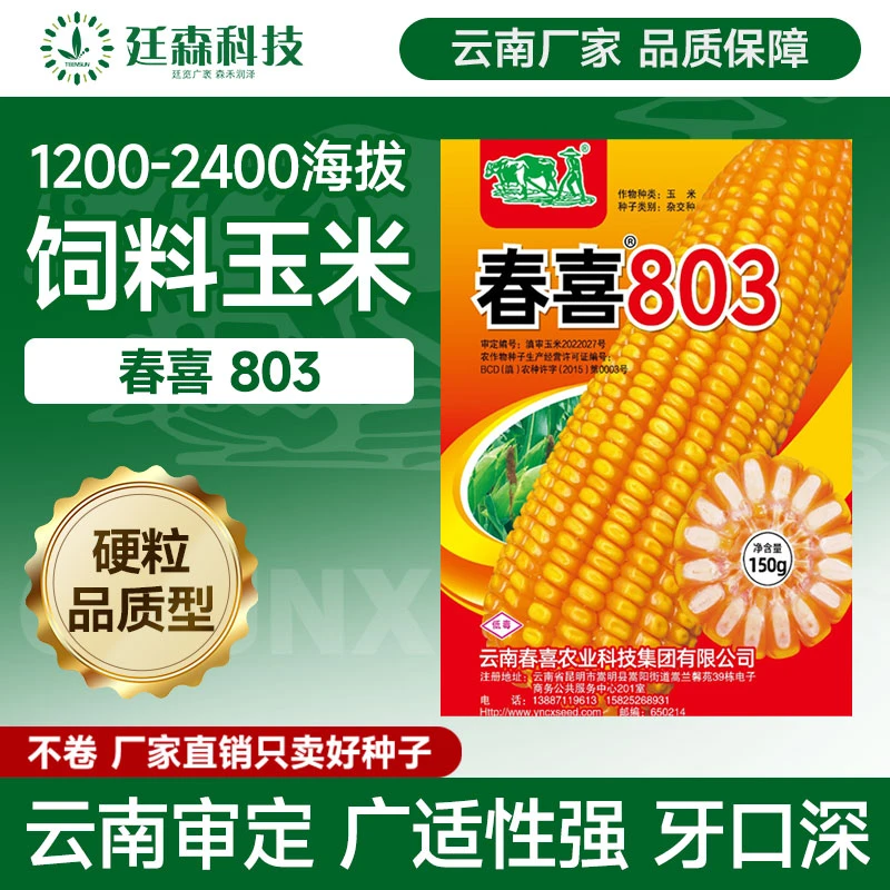 云南审定饲料玉米种子1200-2400米海拔高产硬粒品质型抗病春喜803
