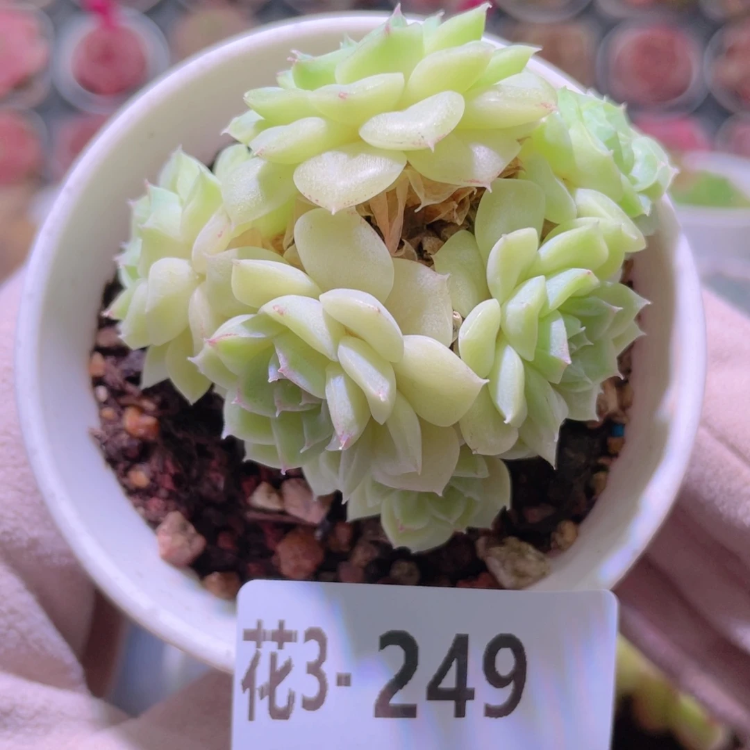 花利美 3-249白天鹅