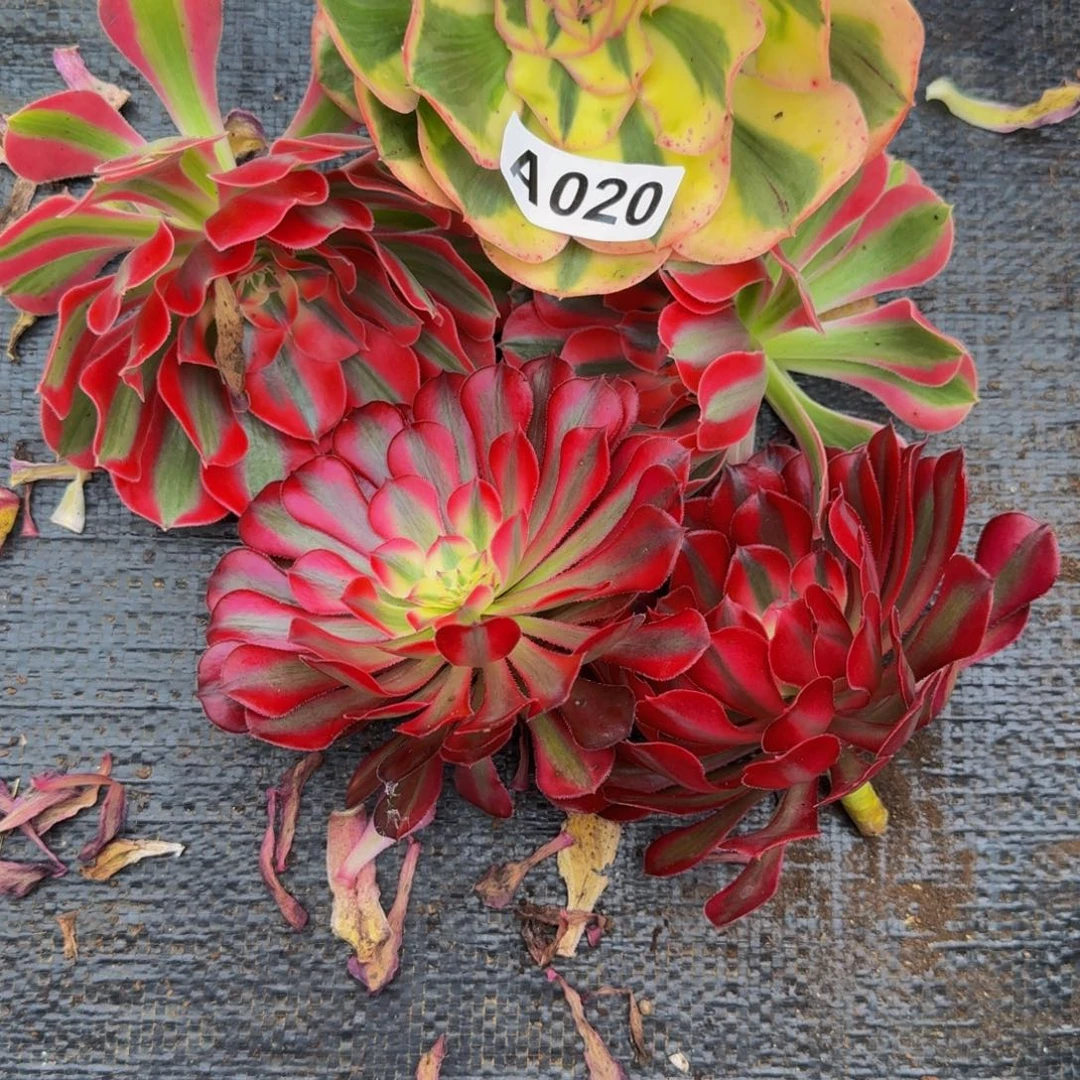 用***8020多肉植物法师号