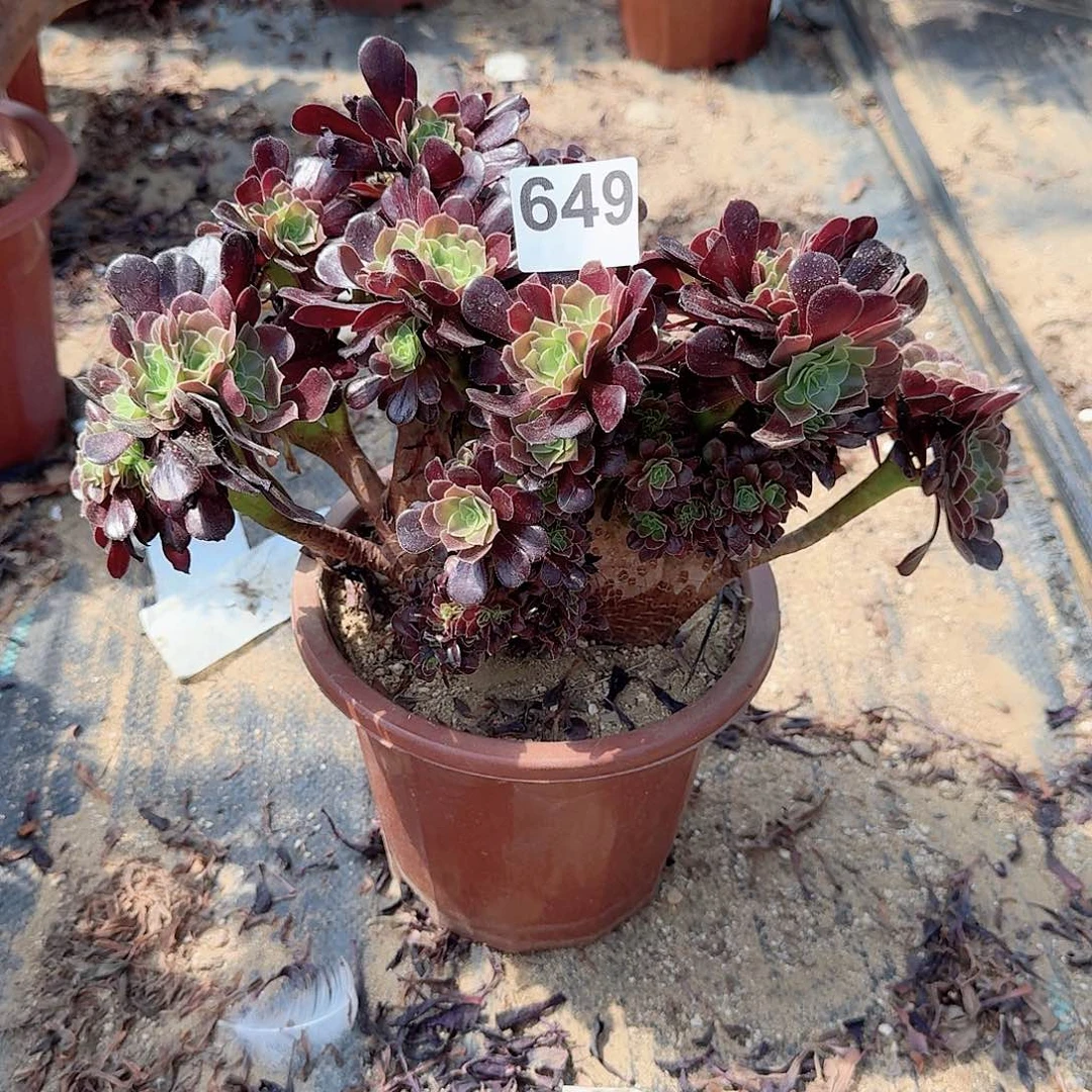 649欧紫一颗满28包邮