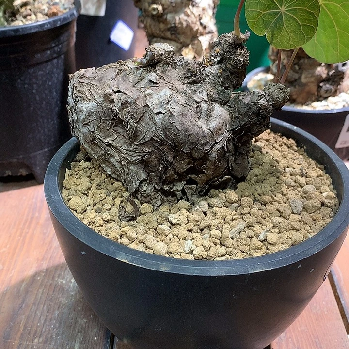 一叶龟放漏8888888888