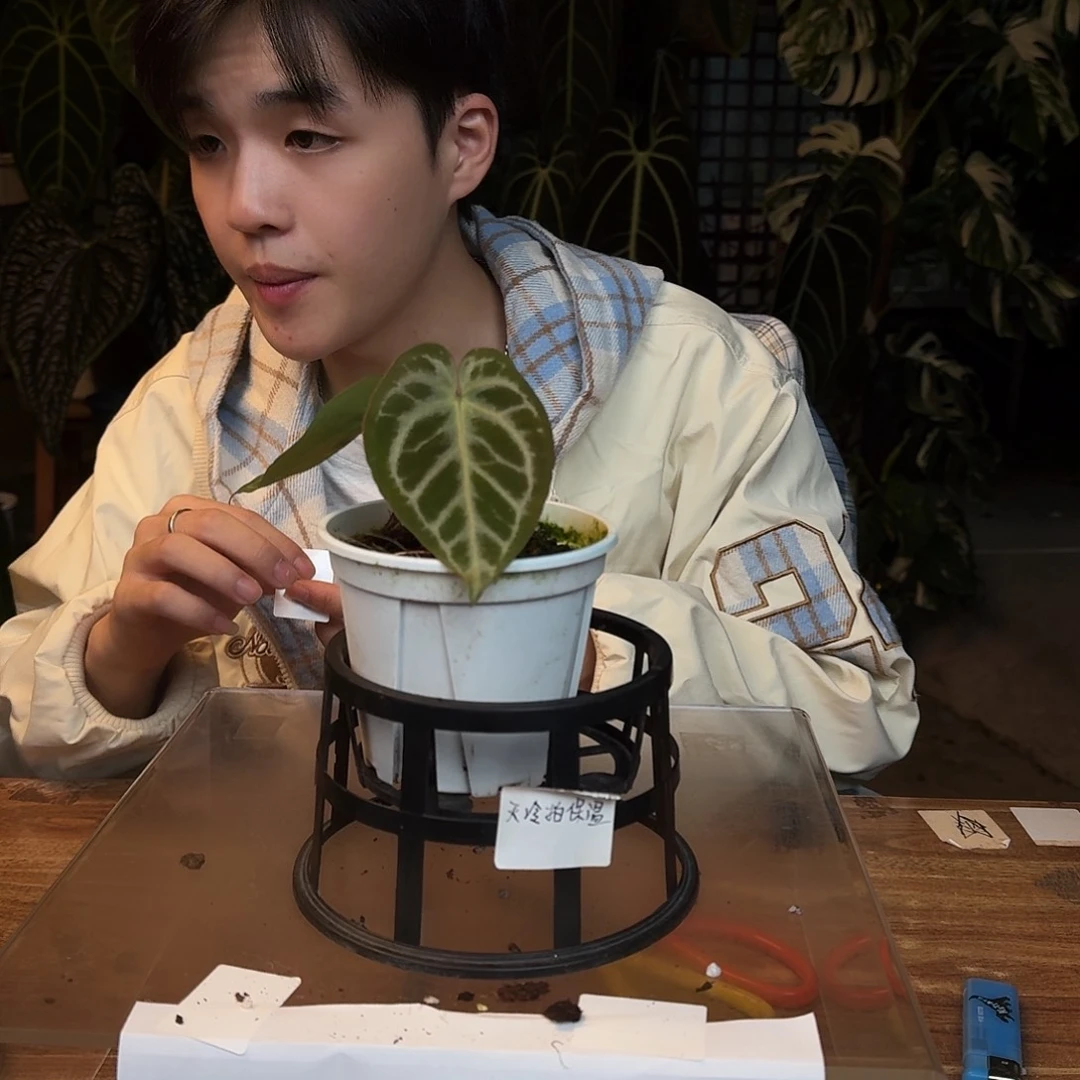 完全开放L132银色闪光杂米娜哈撒