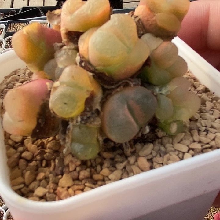 2428超多头缀化一群。