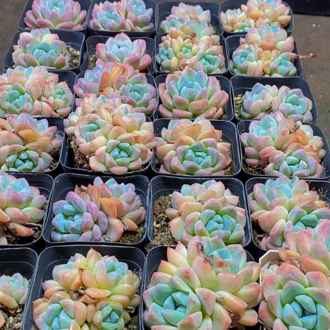 一***界141的我是一个人的时候就