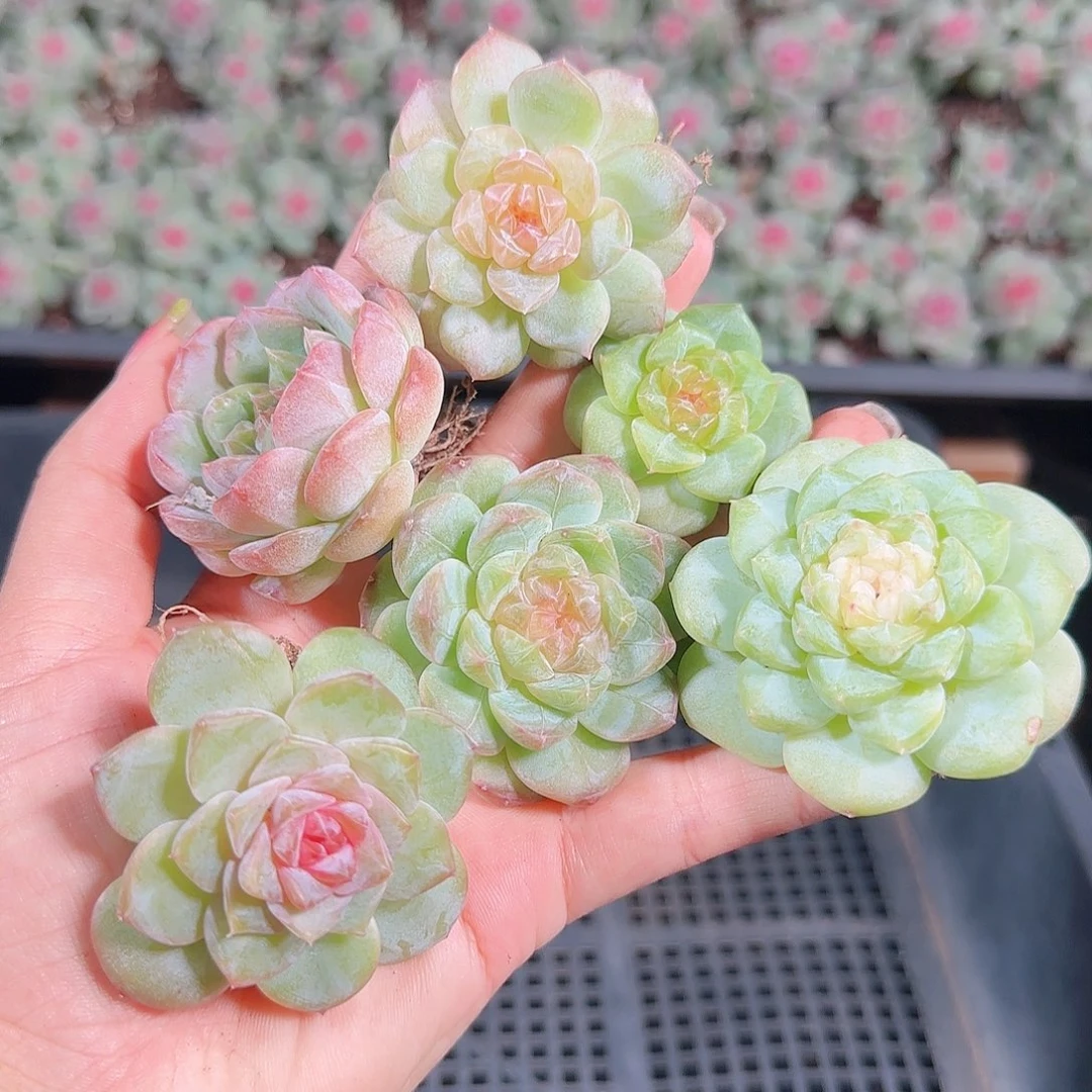 0925---211糖心珍妮