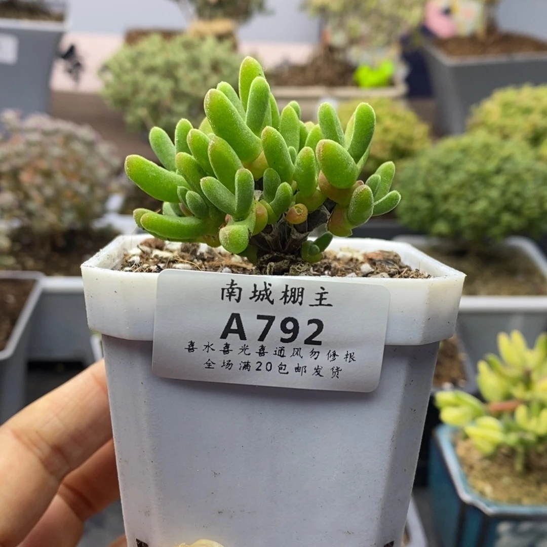 792短耳朵枝干兔子