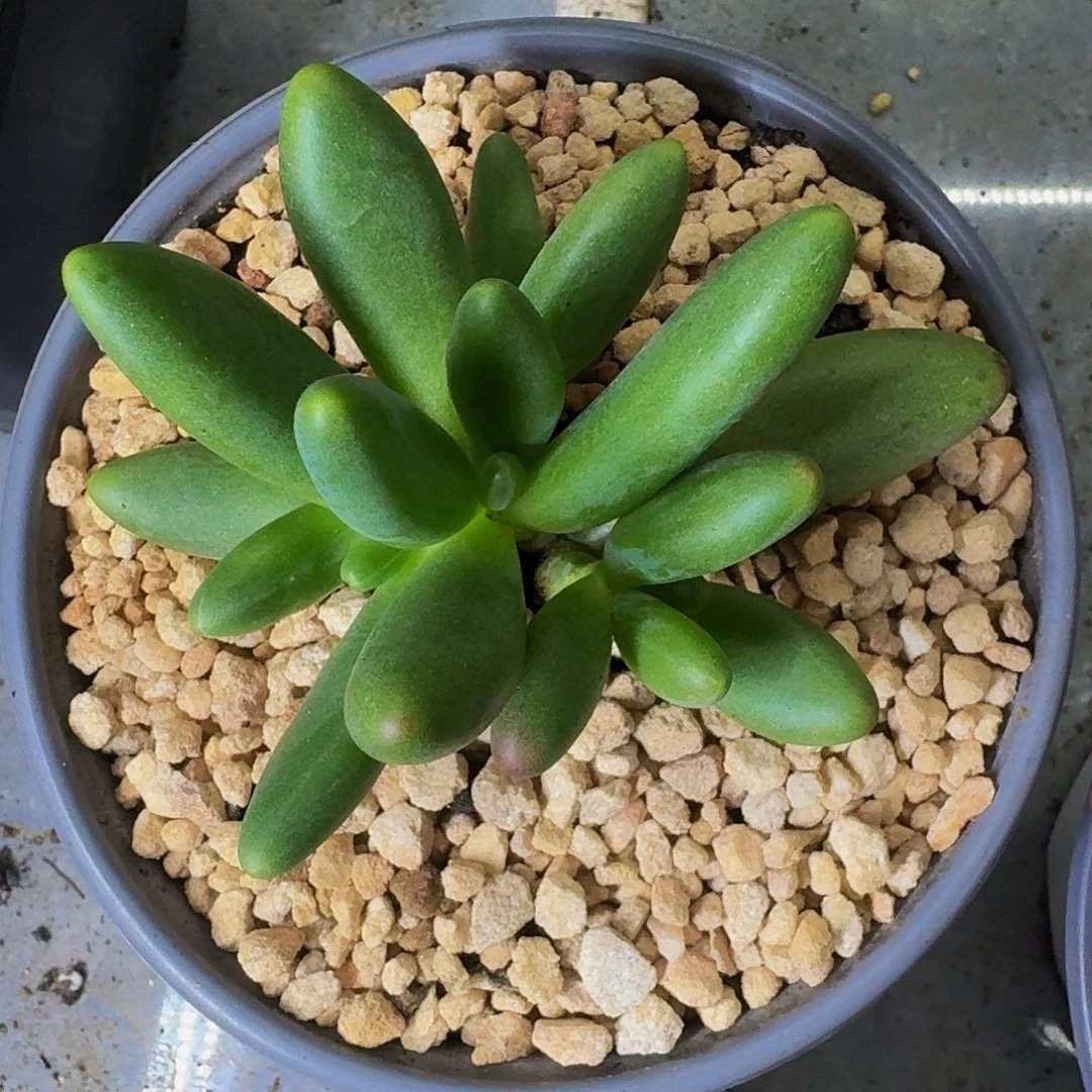 绿体烟花 4头 一物一拍