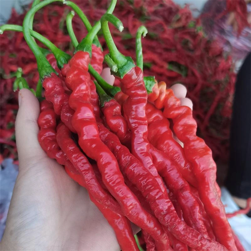 甘谷鲜辣椒线椒皱皮现摘现发红辣椒超辣子酱专用甘谷辣椒