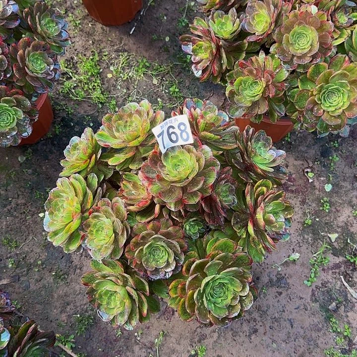 @****雅0000000000000768斑斓