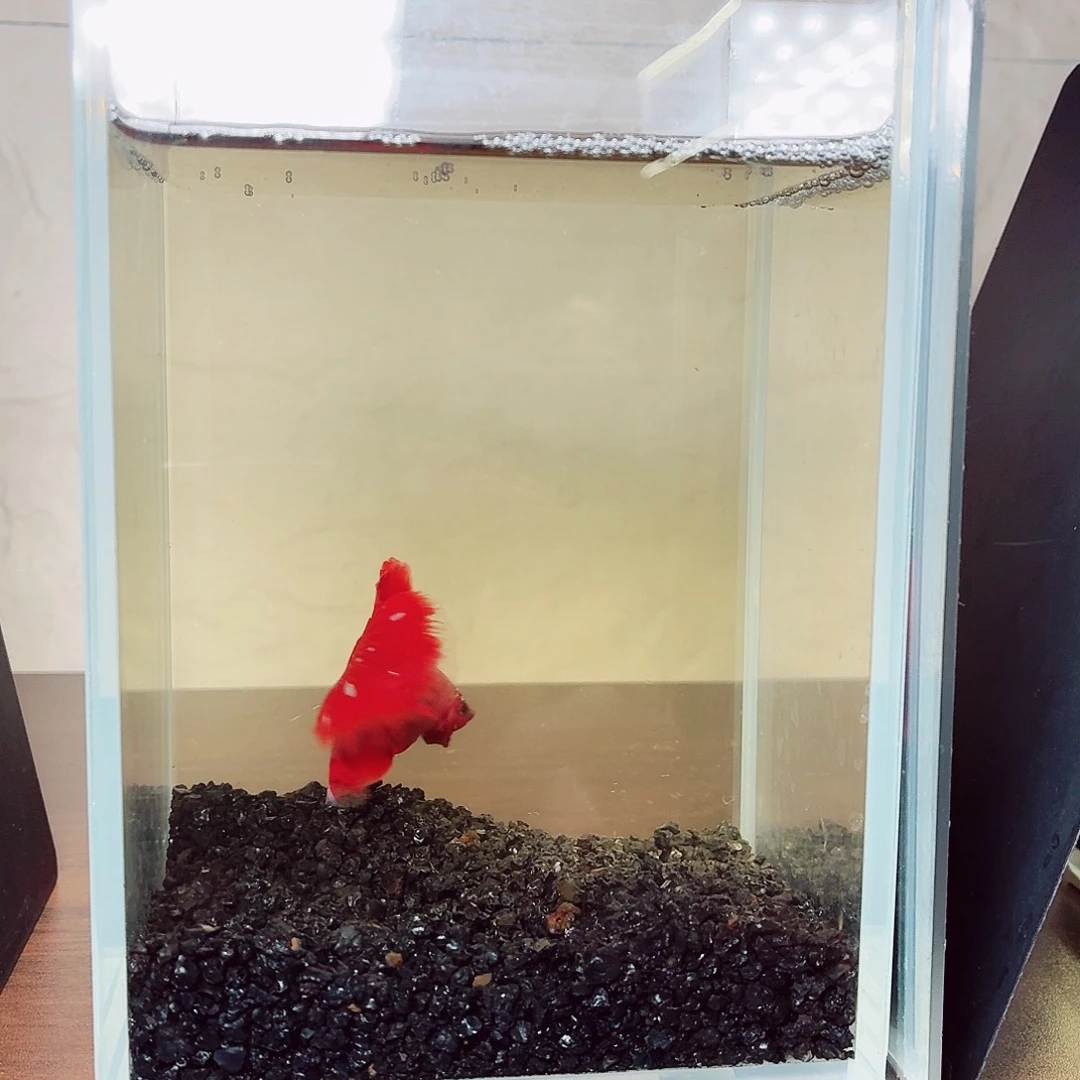 斗鱼彩金半月公鱼