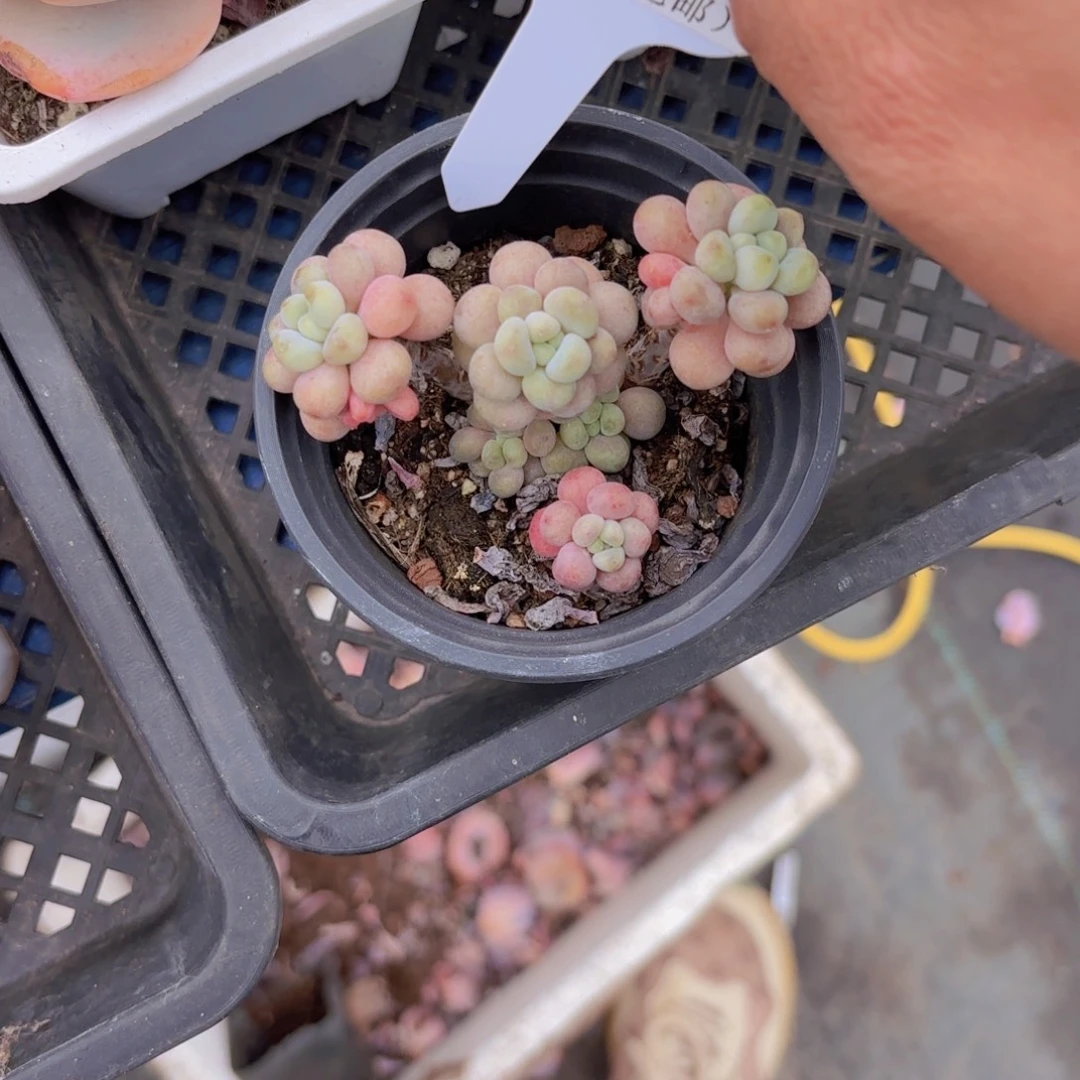 C734鱼子酱一物一拍