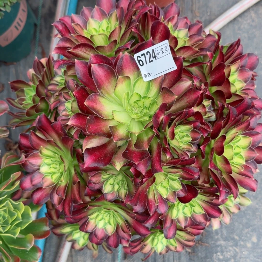 柒****由6724韶华多肉多肉