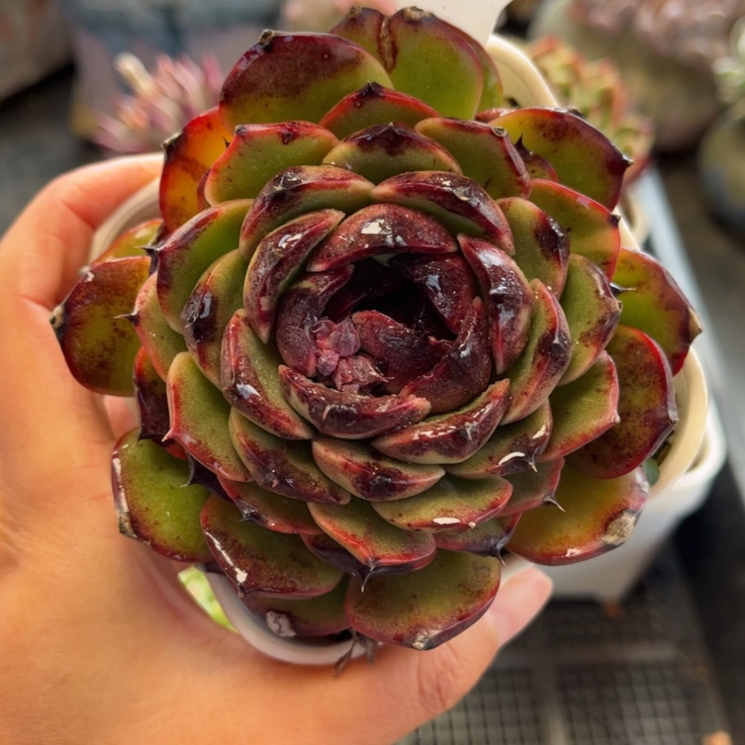 2851 满30包邮，天冷地区必拍保温箱