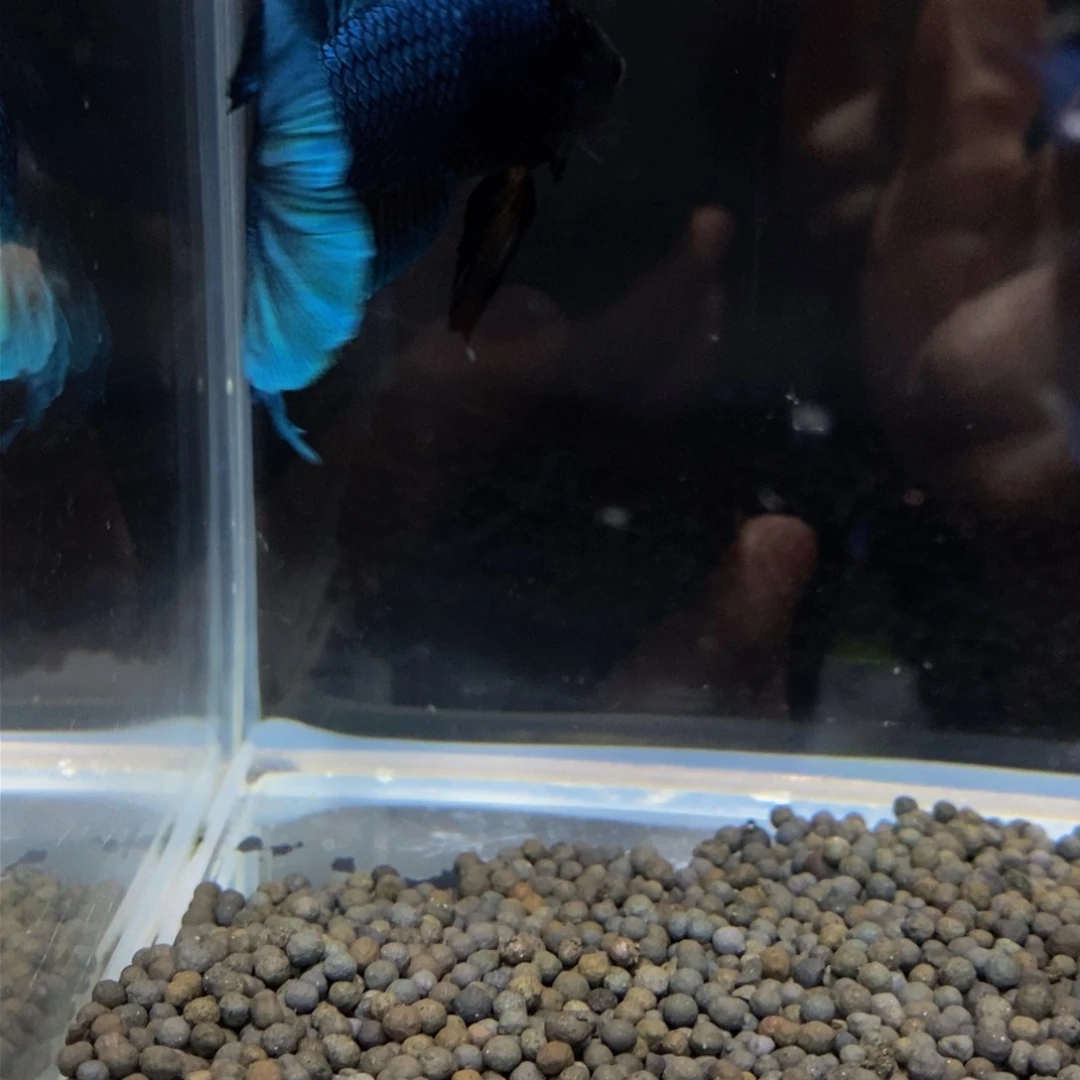 热带鱼公363巨斗