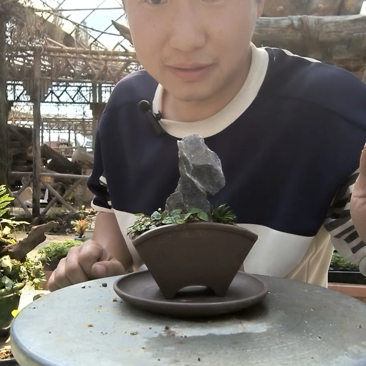 紫*兰小盆景小植物一物一拍88