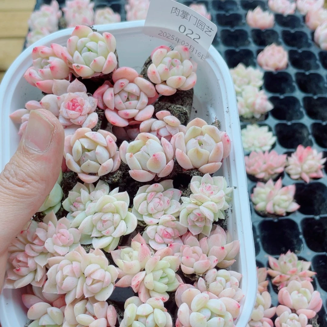 咯啊去我吧记录022