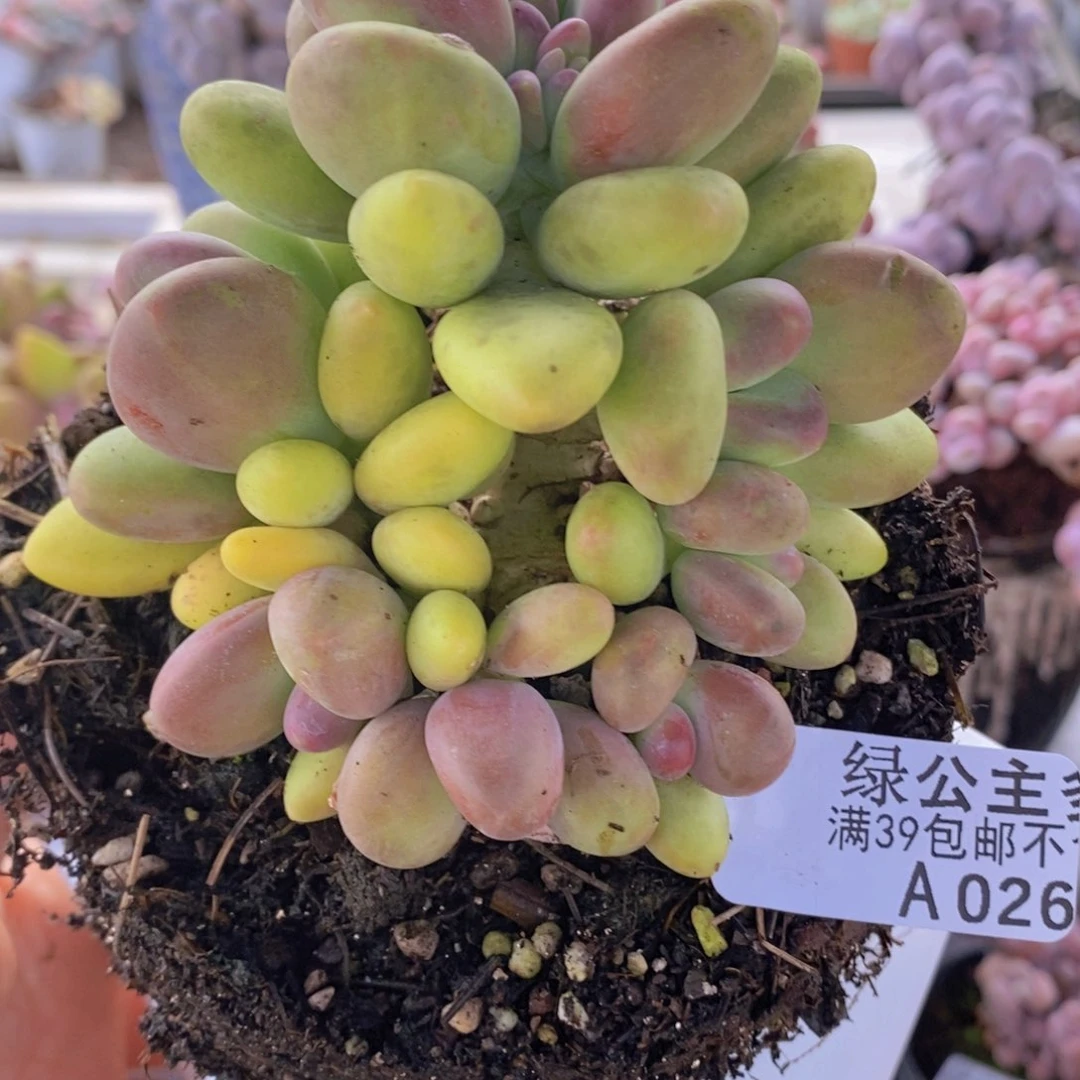 芒果奶10cm026多肉植物