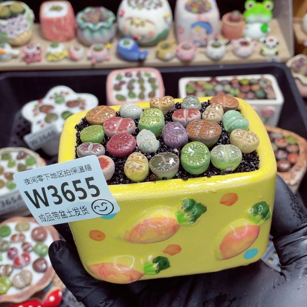 夜间零下地区拍保温箱w3655