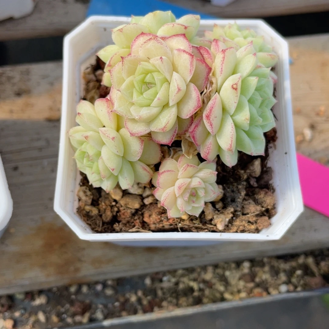 贰***叁38玫瑰花女王专拍