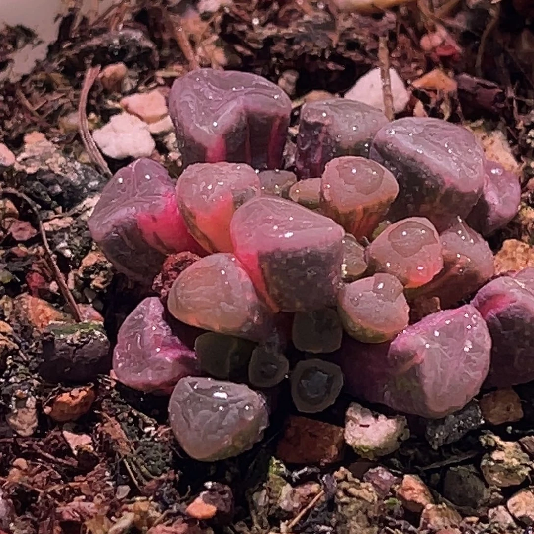 尚品园艺福利锦8253