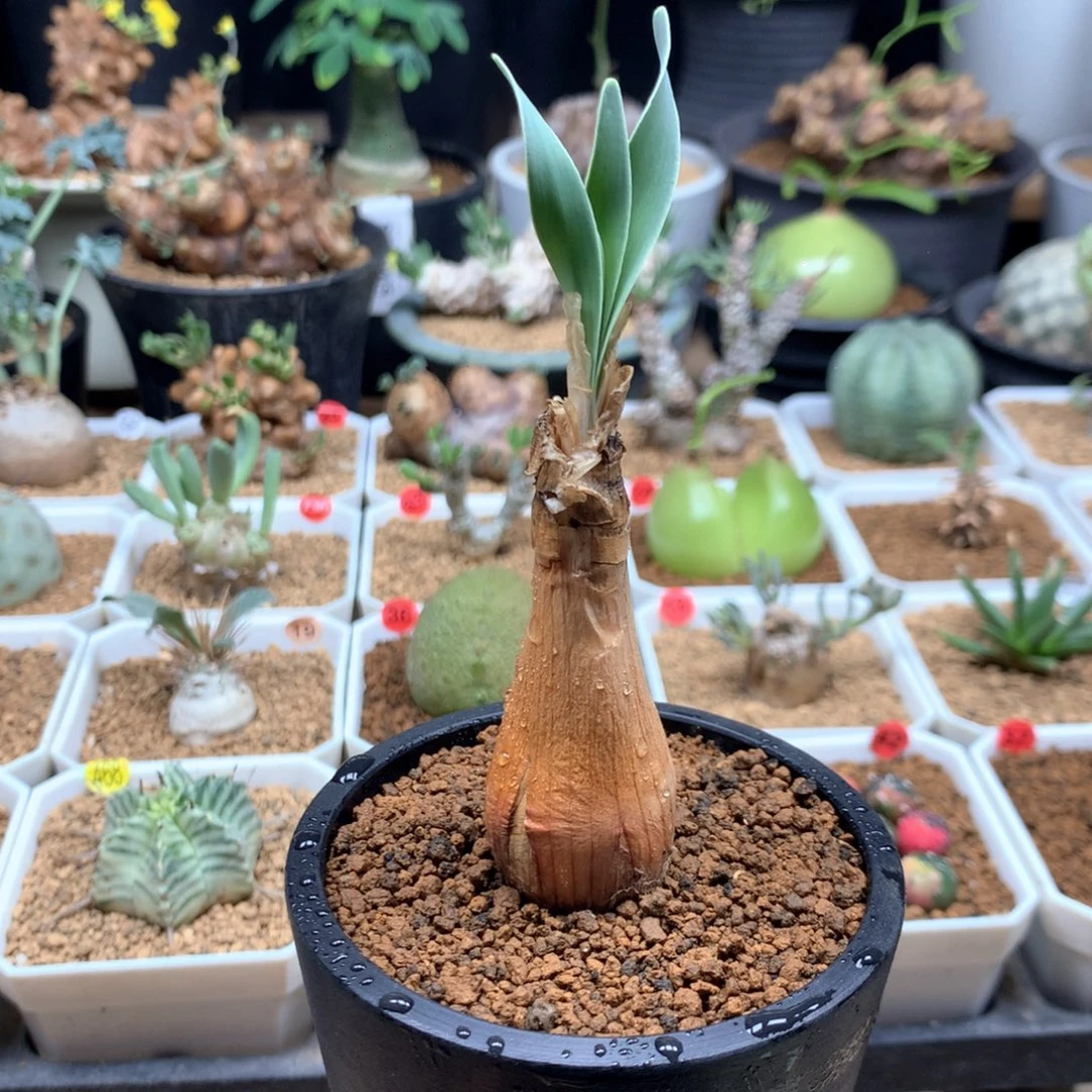 产地巨凤之卵带盆2.4cm